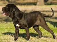 Neapolitan Mastiff thumbnail